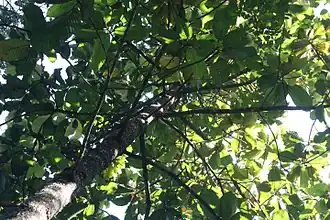 Description de cette image, également commentée ci-après