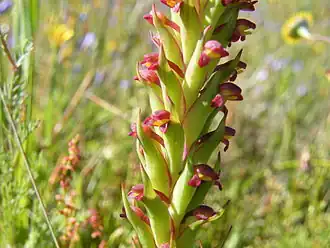 Description de l'image Disa bracteata flowers.JPG.
