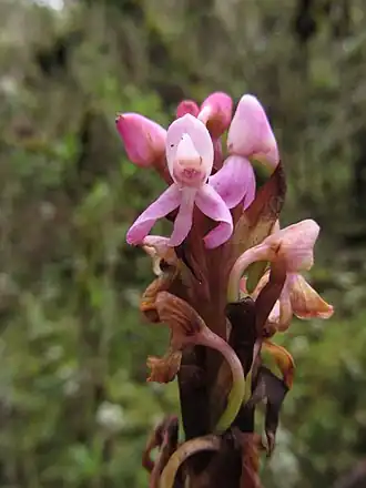 Description de l'image Disa stairsii 60855306.jpg.