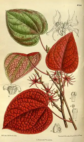 Description de l'image Disanthus cercidifolia 143-8716.jpg.