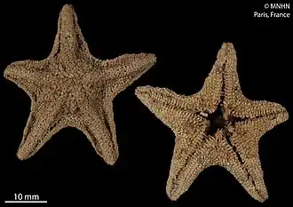 Disasterina abnormalis (MNHN).