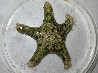 Disasterina abnormalis