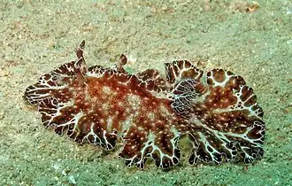 Discodoris boholiensis