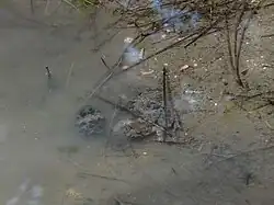 Photographie en couleurs d'un plan d'eau limpide, au fond vaseux, avec au centre une grenouille sous l'eau.