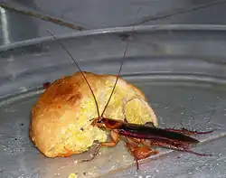 Photo d'un cafard en train de manger un morceau de pain.