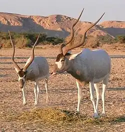 Addax dans la réserve de Hai Bar (Israël).