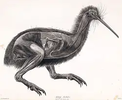 Vue latérale des muscles et des ailes du Kiwi austral.