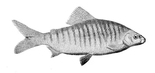 Distichodus fasciolatus