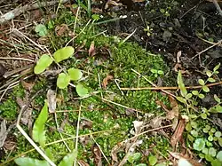 Distichophyllum pulchellum.