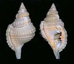 Distorsio perdistorta