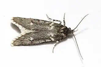 Description de l'image Diurnea.fagella.7108.jpg.