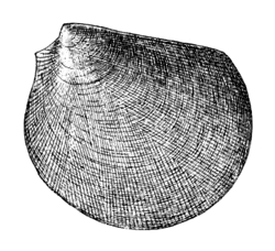 Divarilima albicoma.