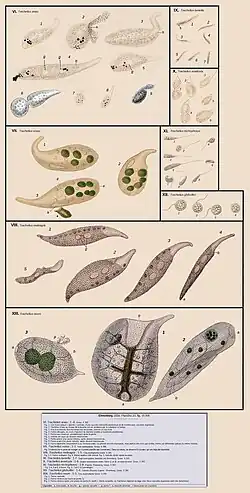 Diverses espèces de Trachelius(d'après Ehrenberg 1838)