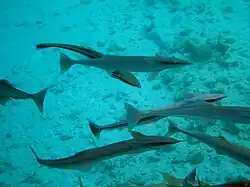 Un groupe de rémoras (Echeneis naucrates)