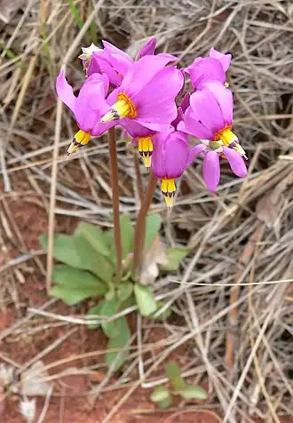 Description de l'image Dodecatheon pulchellum ssp pulchellum 5.jpg.