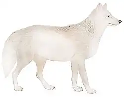 Loup de Terre-Neuve(C. l. beothucus)