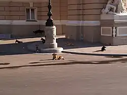 Chiens errants à Odessa (Ukraine)
