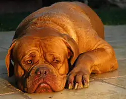 Le Dogue de Bordeaux, un chien de type molosse.