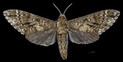 Avers de la femelle (coll.MHNT)