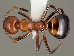 Vue dorsale de la fourmi Dolichoderus mariae spécimen casent0003312.