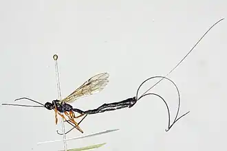 Description de l'image Dolichomitus imperator BIOUG03229-G12.jpg.