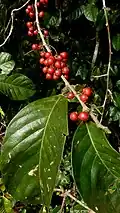 Rammeau fructifère de Mabea piriri