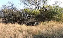 Dolmen de la Rousselière dans son tumulus