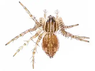 Description de l'image Dolomedes facetus 1.jpg.