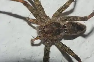 Description de l'image Dolomedes holti 1834389.jpg.