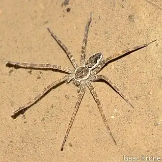 Description de l'image Dolomedes vittatus 237279762.jpg.