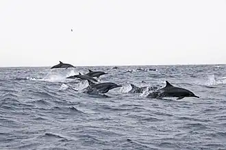 Delphinus tropicalis.