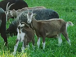 tête de chèvre blanche sans cornes, les oreilles levées