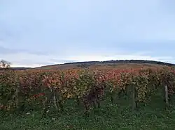 Domaine de la Romanée-Conti