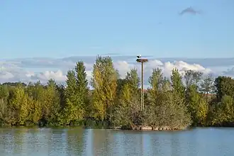 Nid de cigogne blanche (Ciconia ciconia).