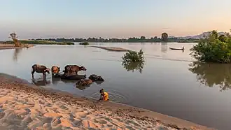 Berge au coucher du soleil depuis l'île de Don Puay. Paysage avec des arbustes immergés se reflétant dans le Mékong, des buffles d'Asie (Bubalus) se baignant, une fillette jouant dans le sable, et un pêcheur sur sa pirogue au loin.