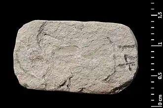 Empreinte élytre holotype en lumière directe.