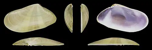 Donax trunculus anatinusvalve gauche