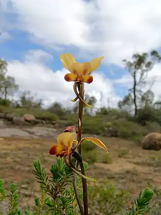 Diuris longifolia