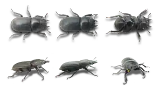 Femelles vue sous tous les angles