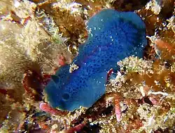 Doriopsis cf. pecten?