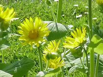 Description de cette image, également commentée ci-après