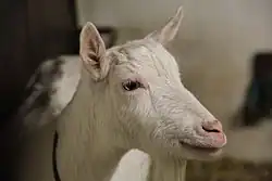 tête de chèvre blanche sans cornes, les oreilles levées