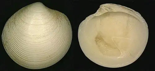 Dosinia ponderosa