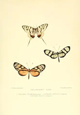 Description de l'image Doubleday1849GenDiurnLepPlate81.jpg.