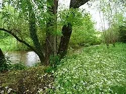 La Doue, un kilomètre avant sa confluence avec le Bandiat.