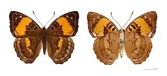 Doxocopa agathina - MHNT