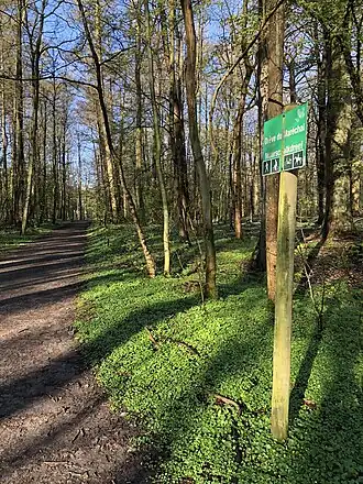 Image illustrative de l’article Drève du Maréchal