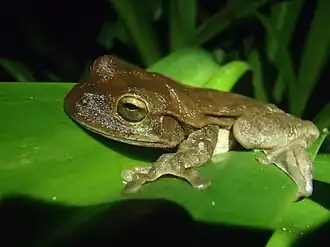 Description de l'image Drab Treefrog (Smilisca sordida).jpg.