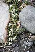 Draba arctica à l'ouest de Longyearbyen (Spitzberg)