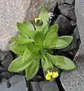 Saxifraga aizoides près de Longyearbyen (île de Spitzberg)